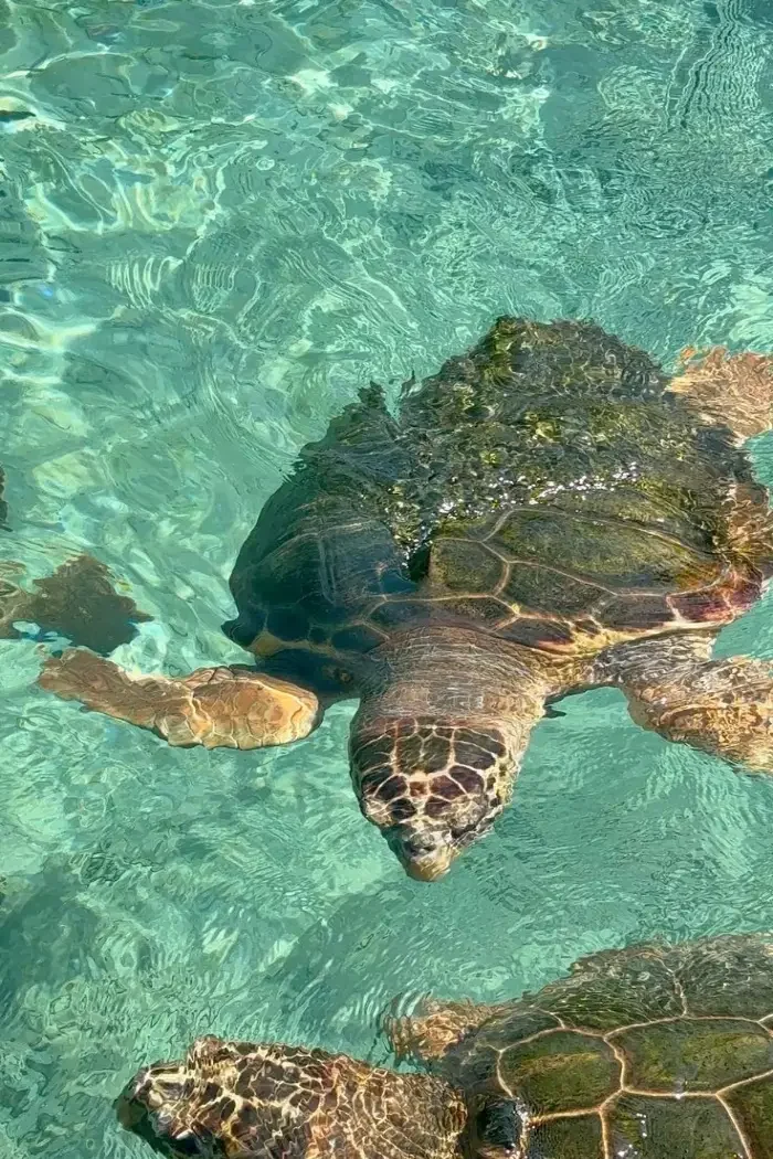 Tortuga