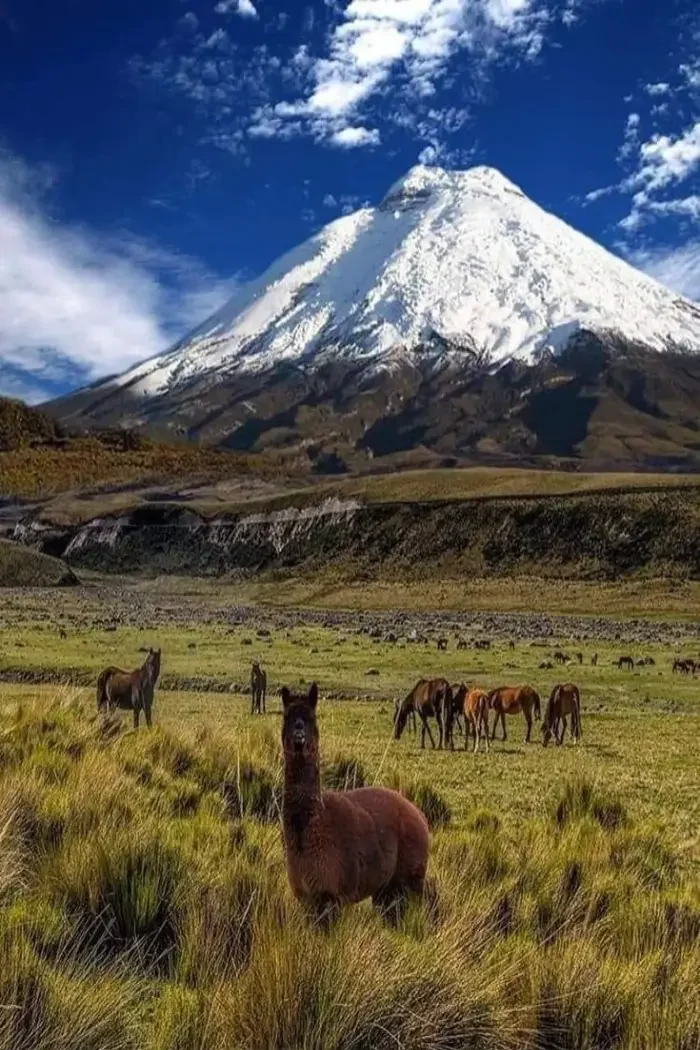 ecuador-c